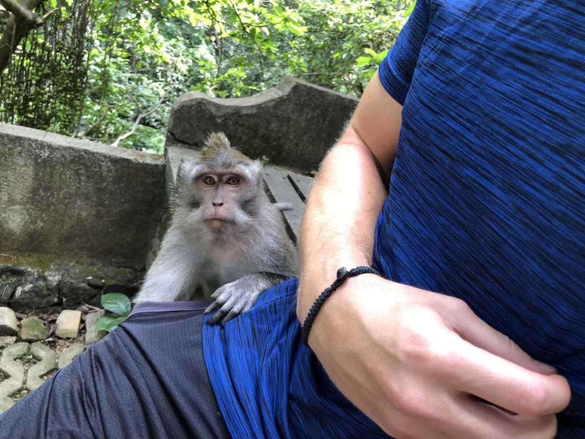 Monkey Forest Ubud