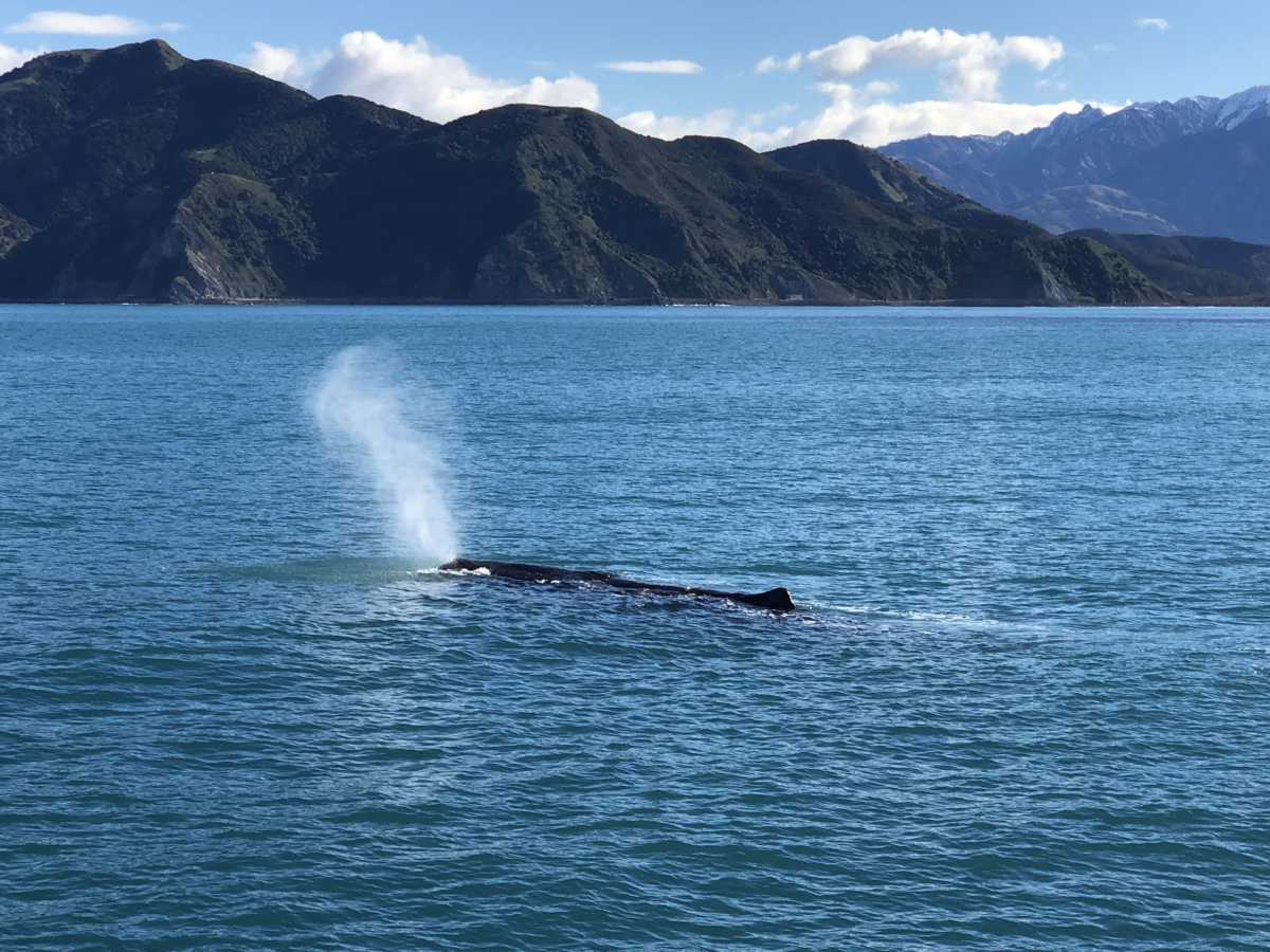 Whale watching Whale watching