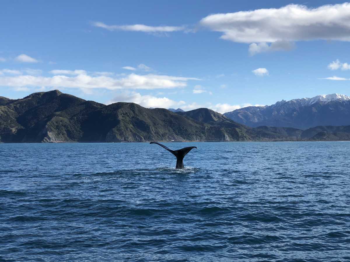 Whale watching