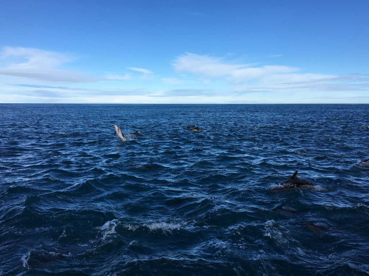 Dusky dolphins Dusky dolphins