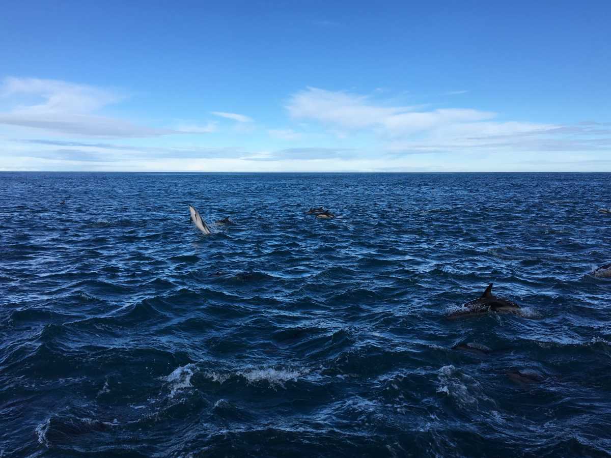 Dusky dolphins