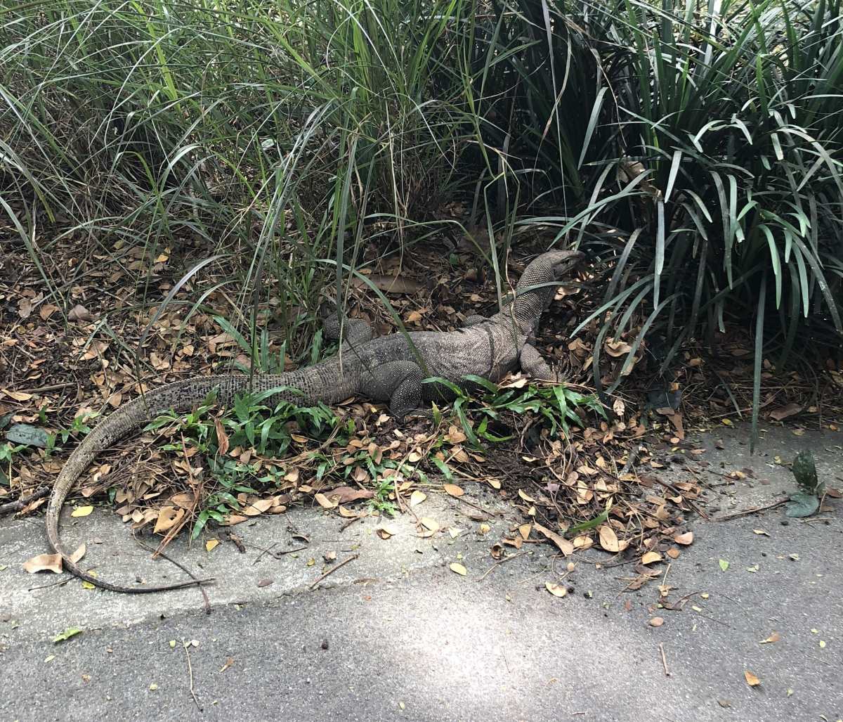 We saw this little (big) guy at the zoo monitor lizard