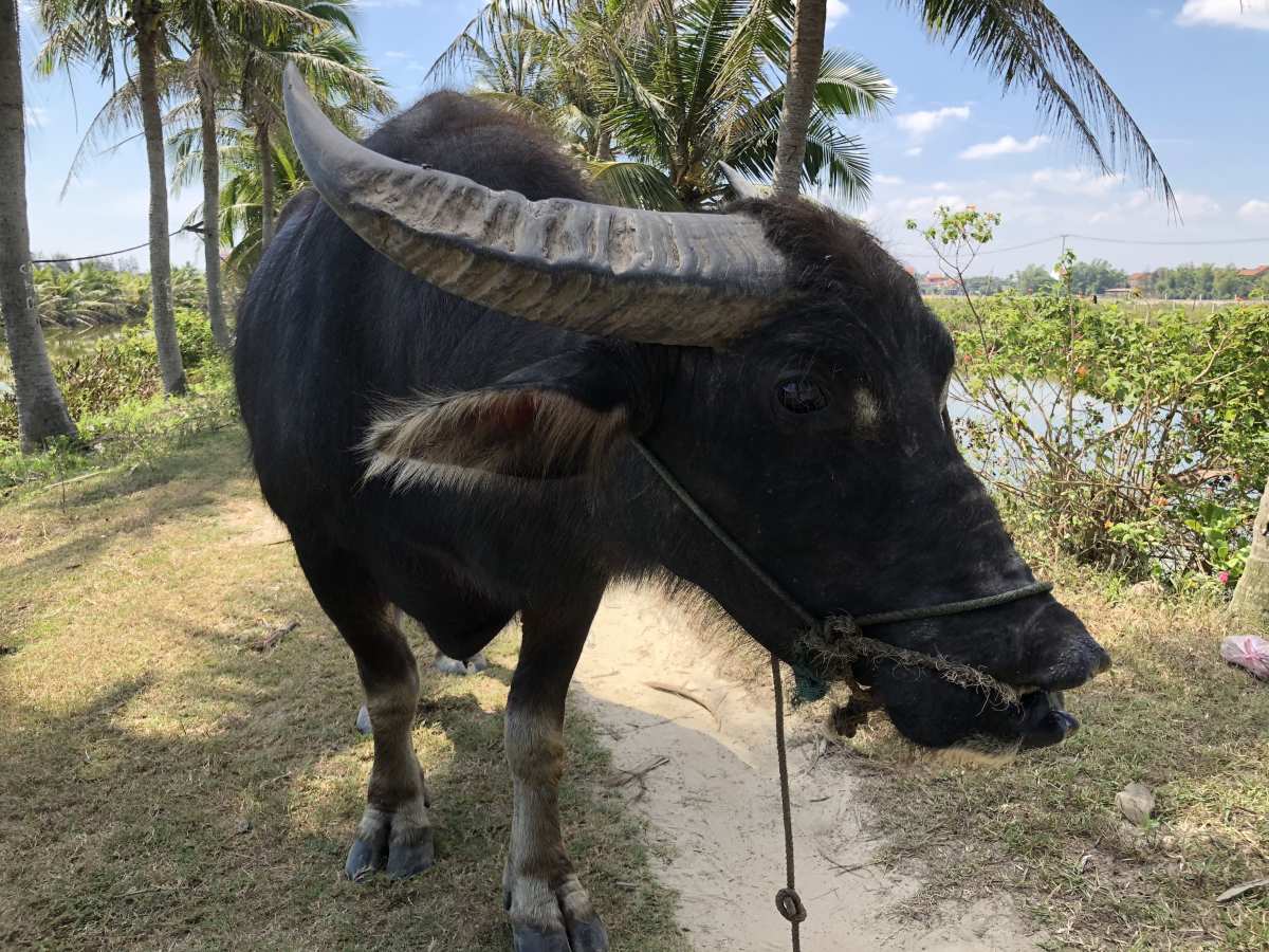 We met a buffalo We met a buffalo