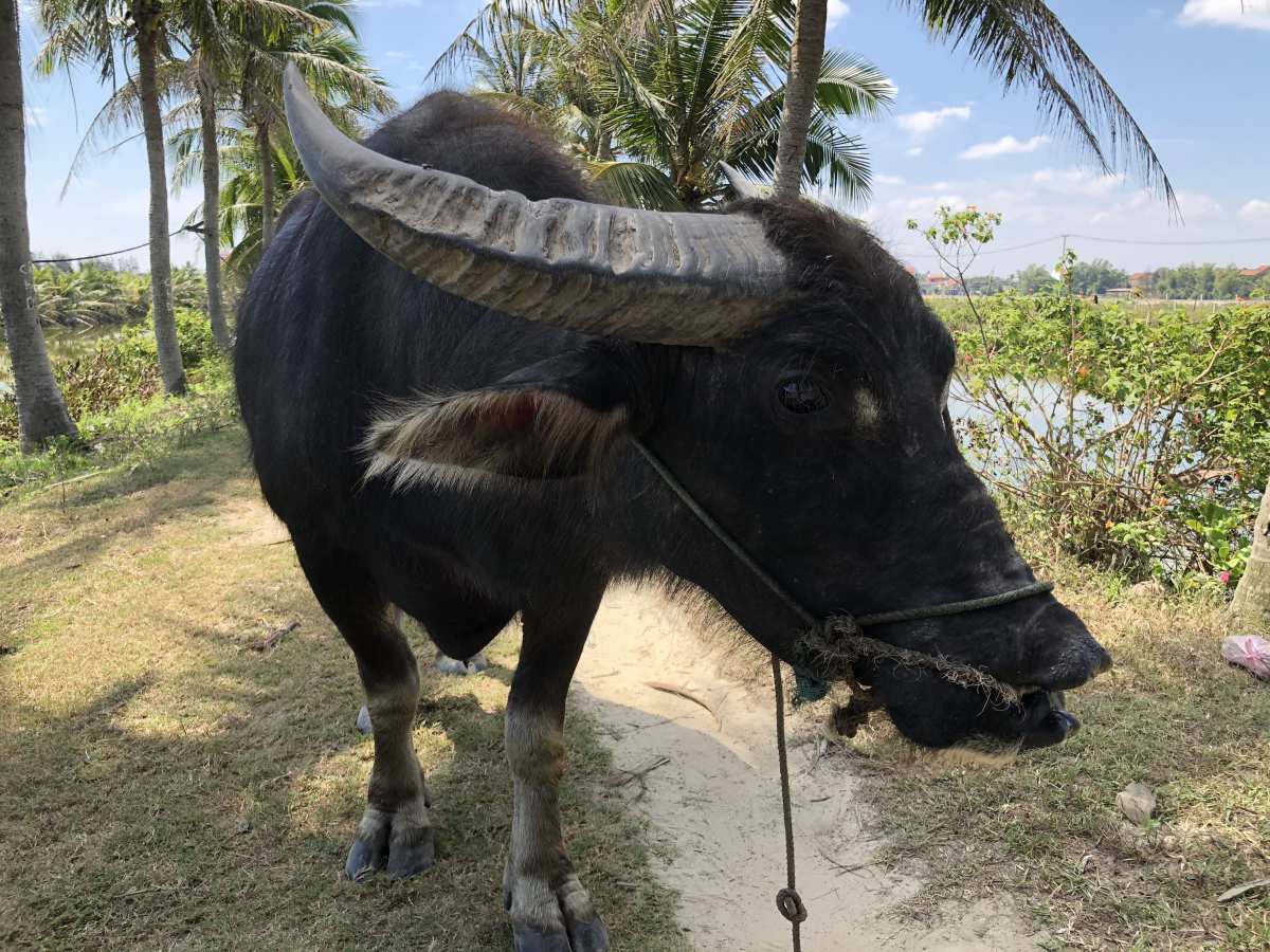 We met a buffalo