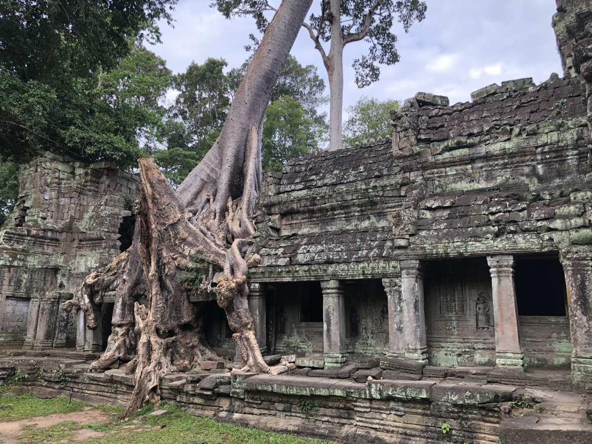 A tree entwines around Preah Khan