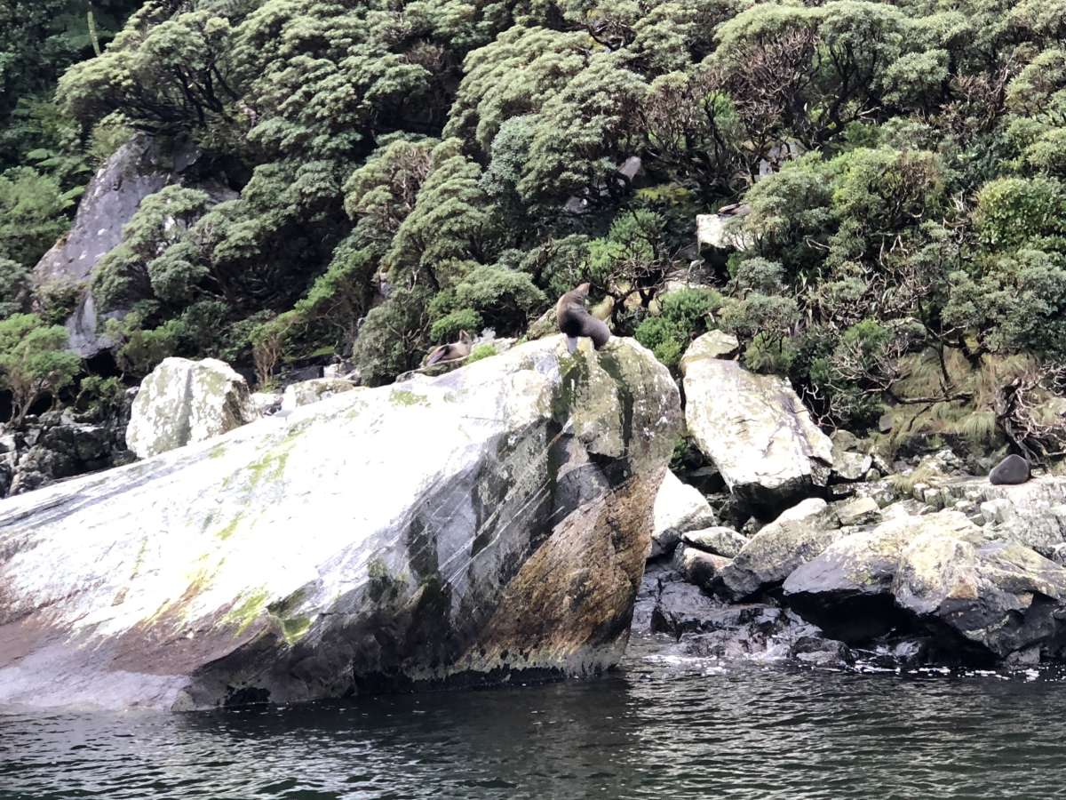 Spot the seals! Spot the seals!