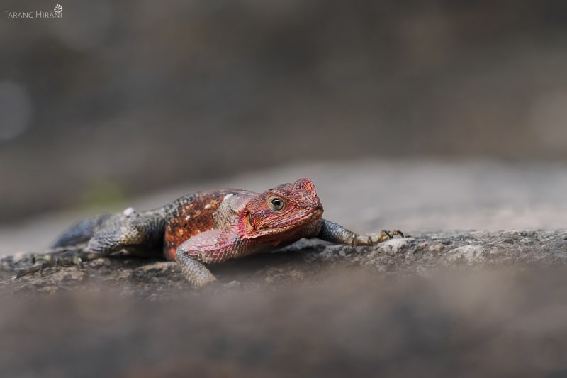 Wildlife photograph