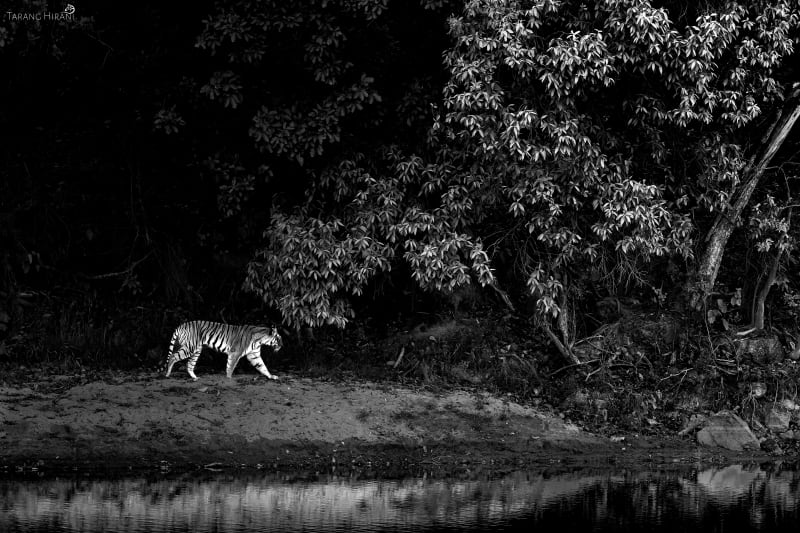 Wildlife photograph