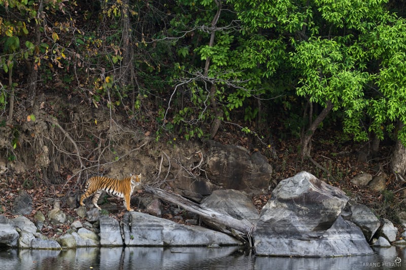 Wildlife photograph