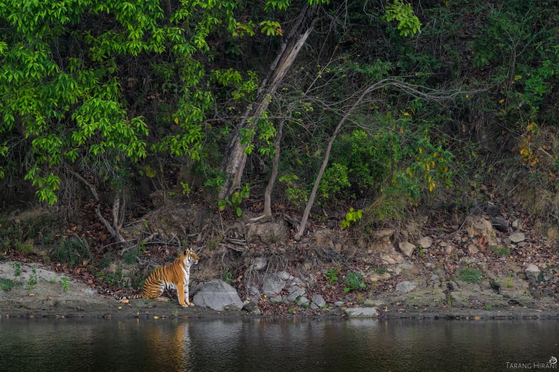Wildlife photograph