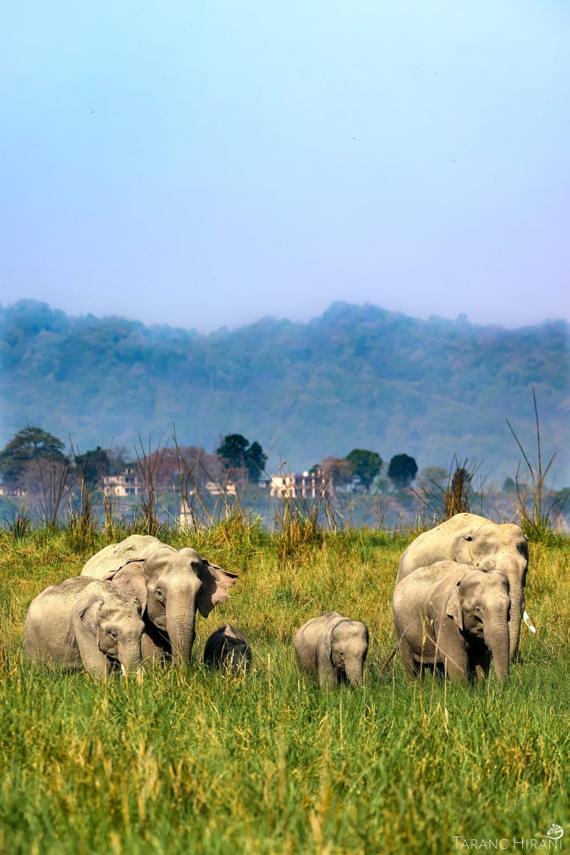 Wildlife photograph