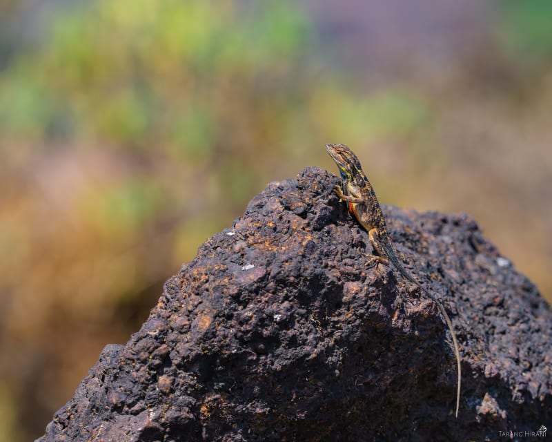 Wildlife photograph