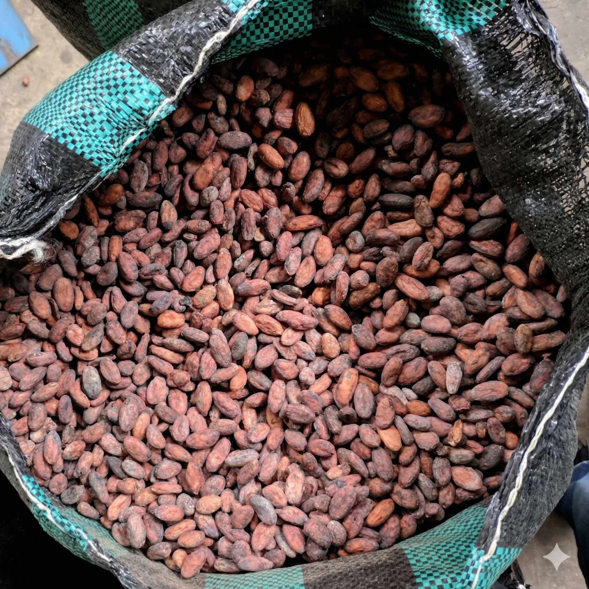 Mazorcas de cacao