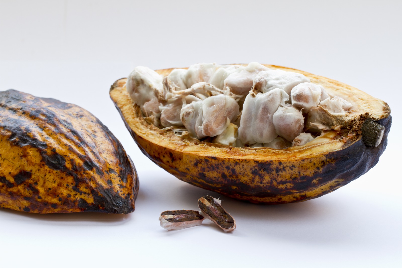 Hojas de cacao