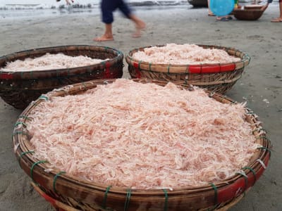 Ruốc muối – Đặc sản đi cùng năm tháng Quảng Bình