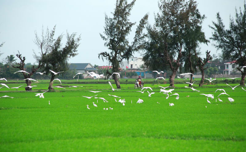 Đồng xanh.