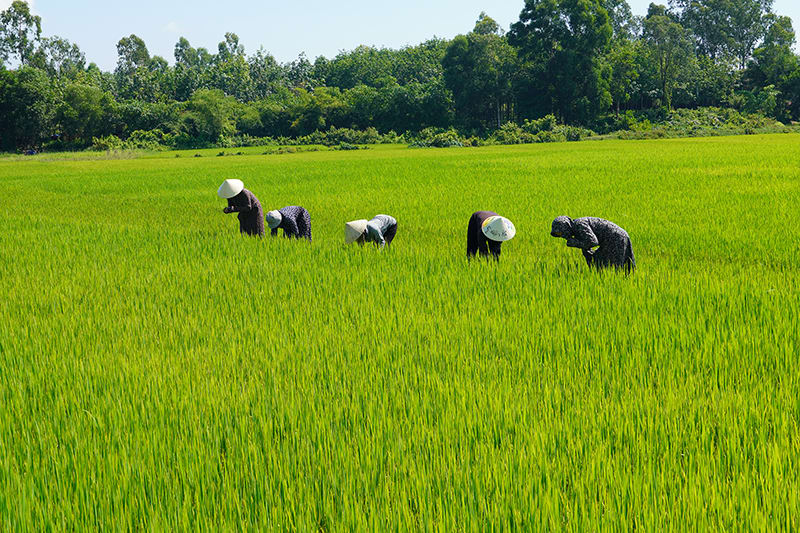 Nhờ bàn tay khéo léo và sự sáng tạo của các chi hội PN ở Bố Trạch, ruộng hoang đã biến thành đồng xanh.