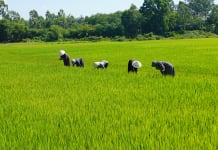 Nhờ bàn tay khéo léo và sự sáng tạo của các chi hội PN ở Bố Trạch, ruộng hoang đã biến thành đồng xanh.