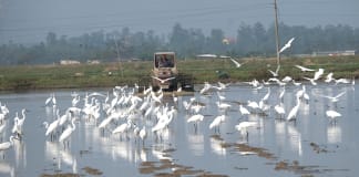 Đàn chim trời di cư kiếm ăn trên các cánh đồng huyện Quảng Trạch.