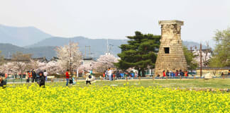 Lễ hội hoa Anh đào tại Gyeongju. Ảnh: KTO