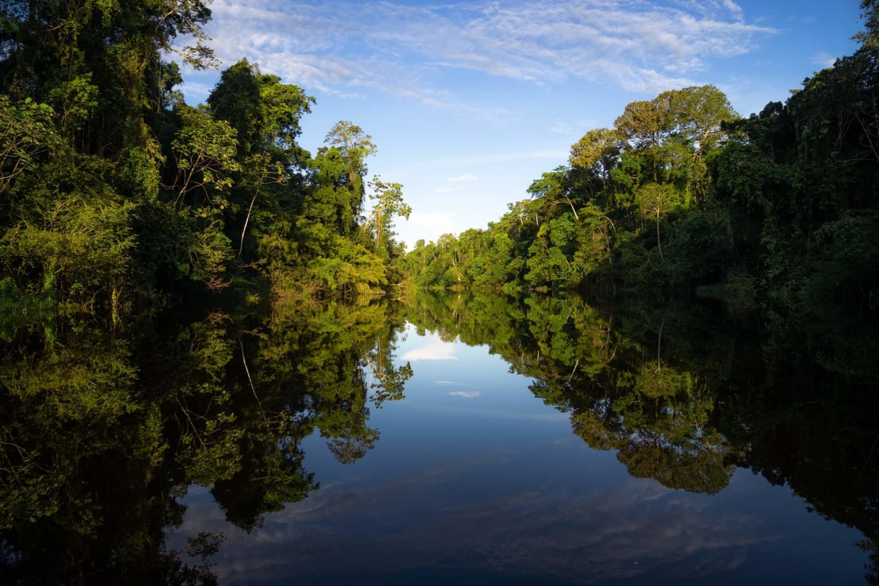 El Río que se Convirtió en Bosque