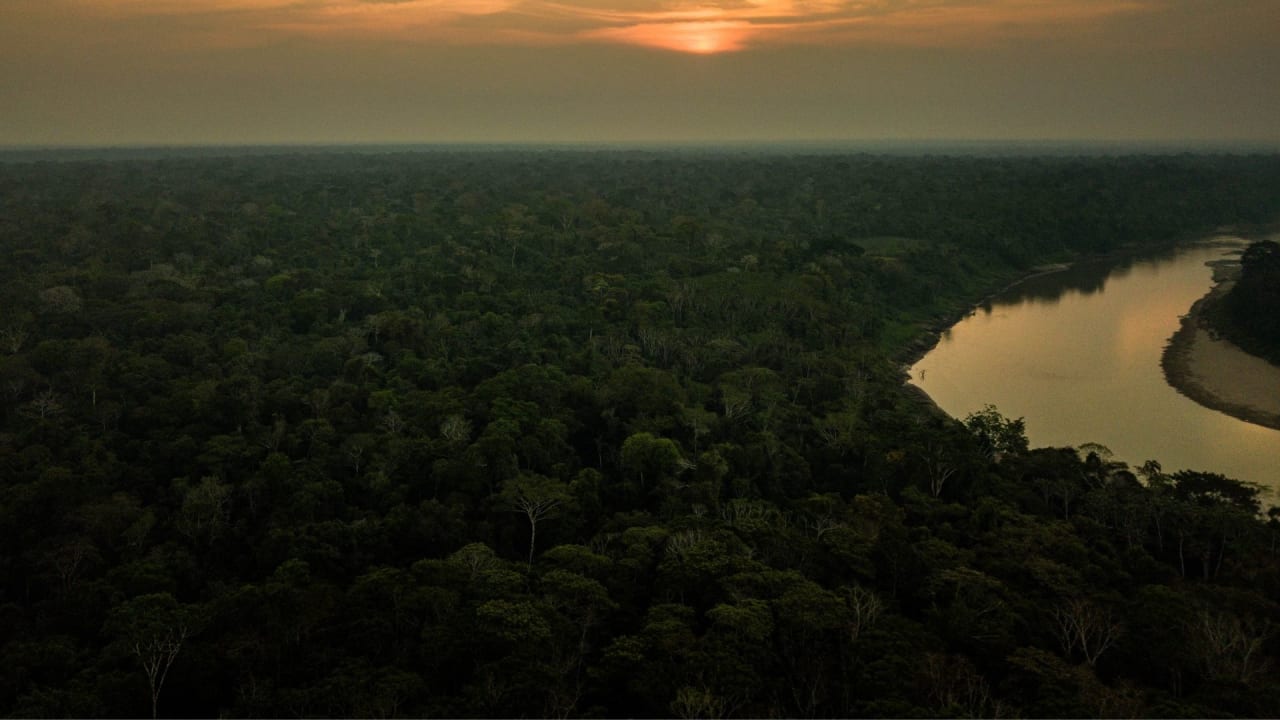 Jungle & Amazon