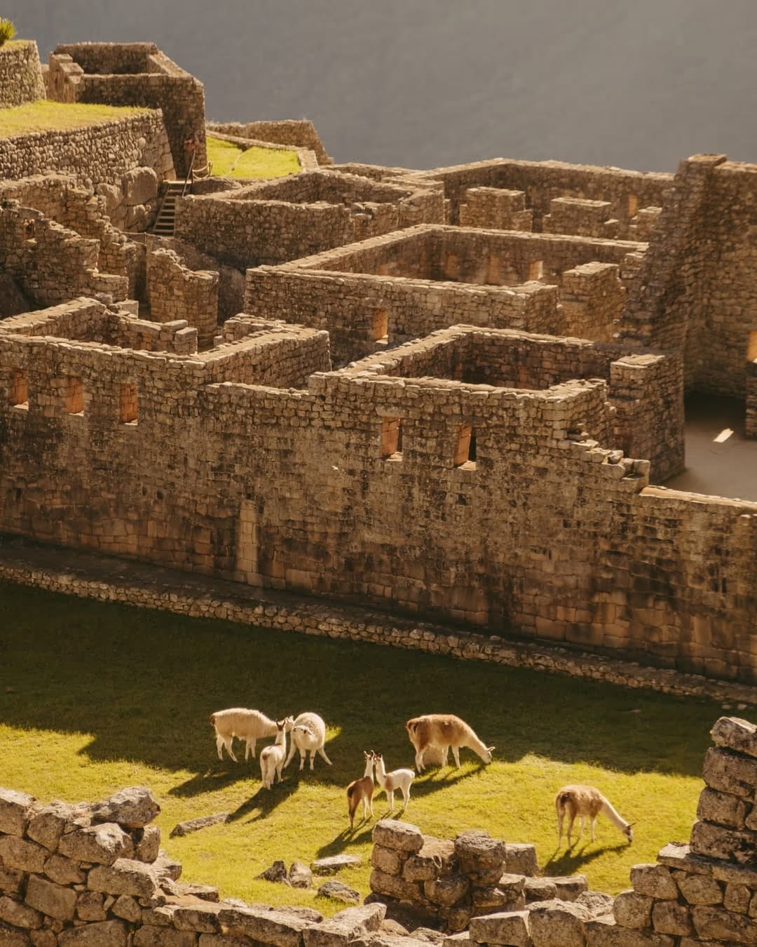 LLamas in Machu Picchu