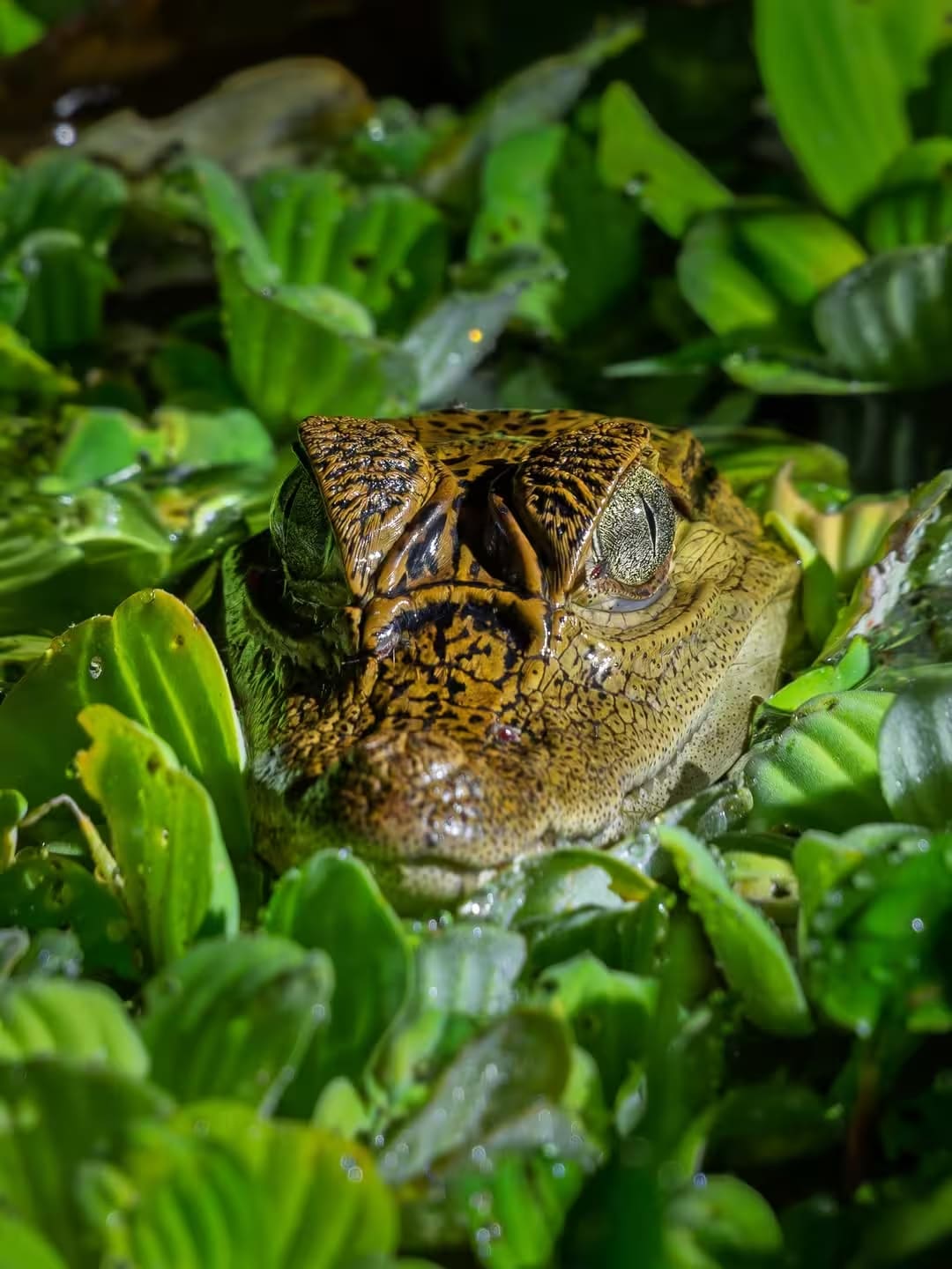 Amazon Cruise, Paracas & Machu Picchu 8