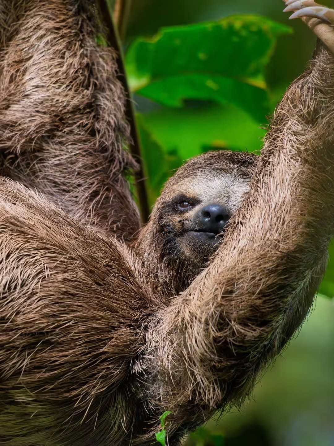 Wildlife Photography Safaris in the Peruvian Amazon