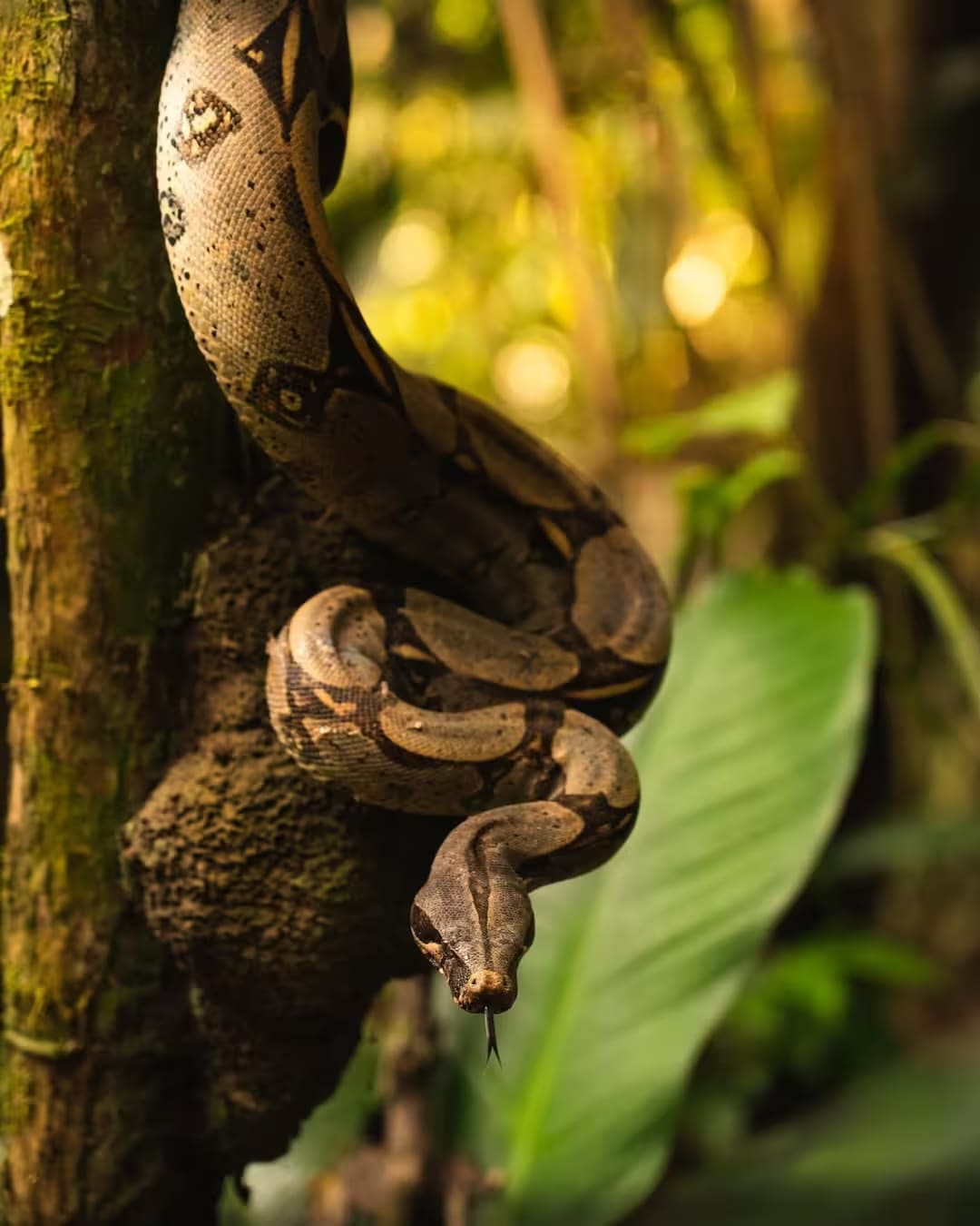 From Tambopata depth rainforest to Andean altitude 1