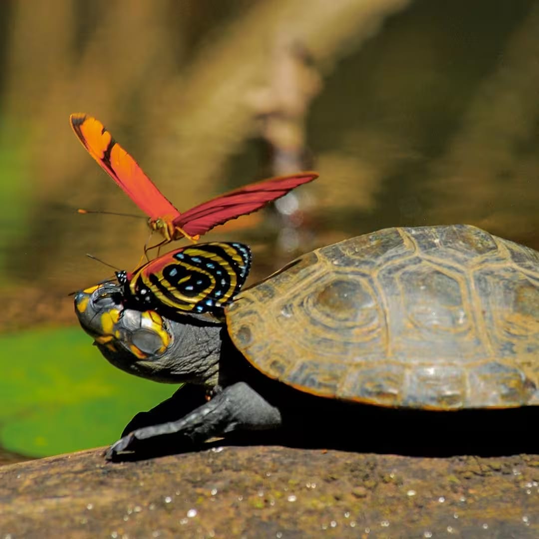 Tambopata: Amazon Rhythms