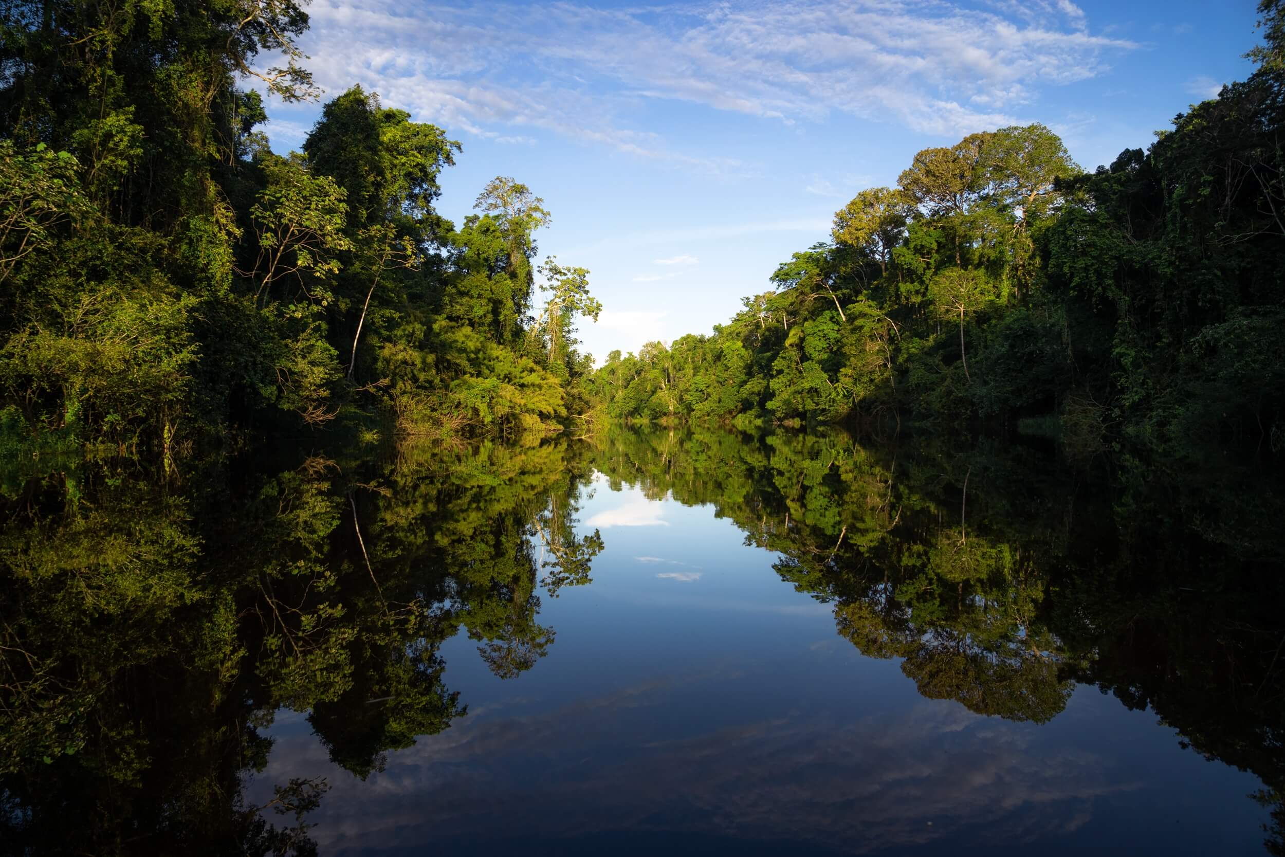 The River That Became the Forest