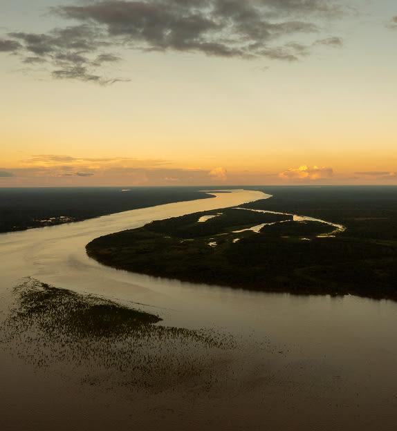 Jungle & Amazon panoramic