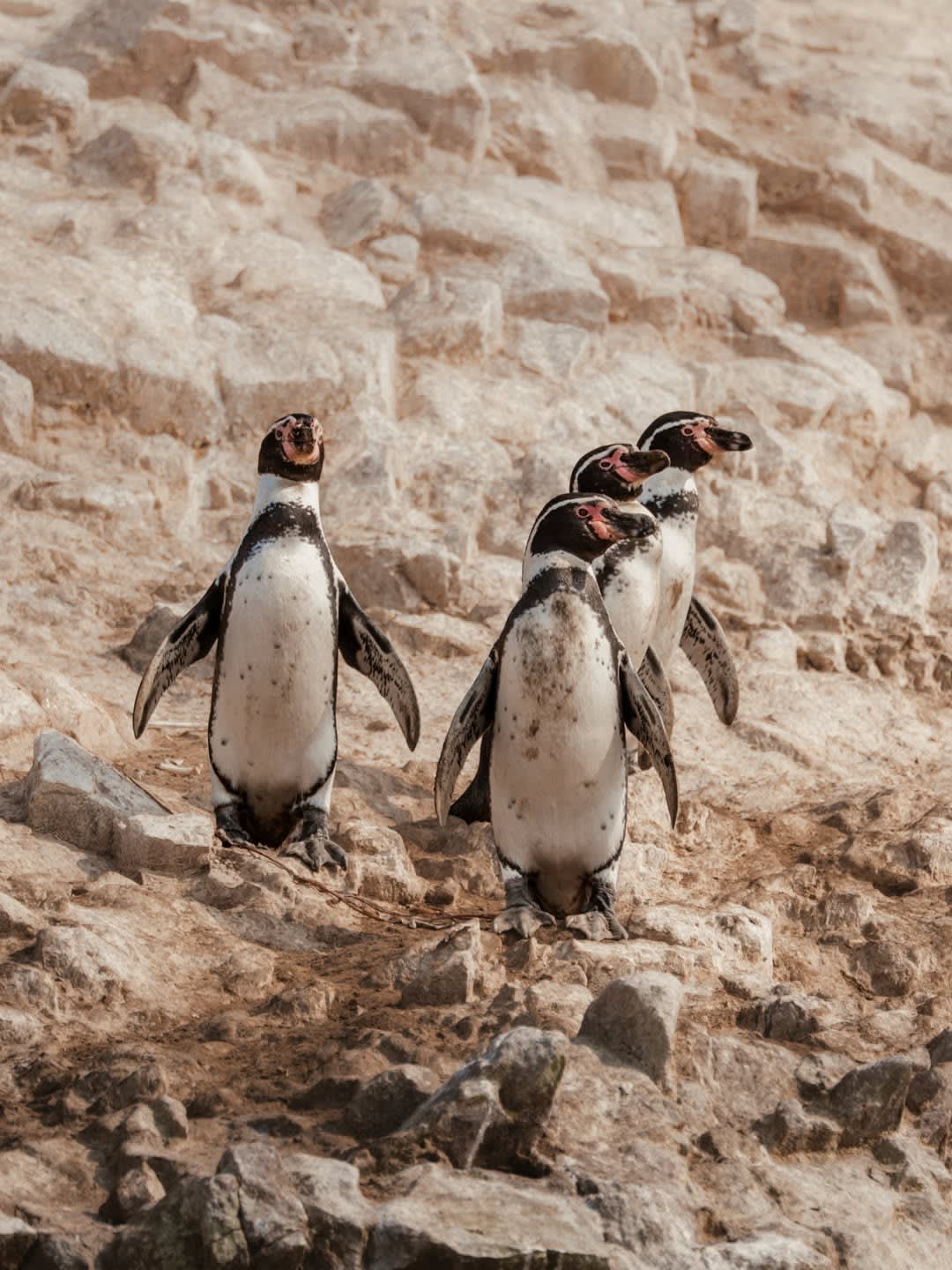 Amazon Cruise, Paracas & Machu Picchu 1