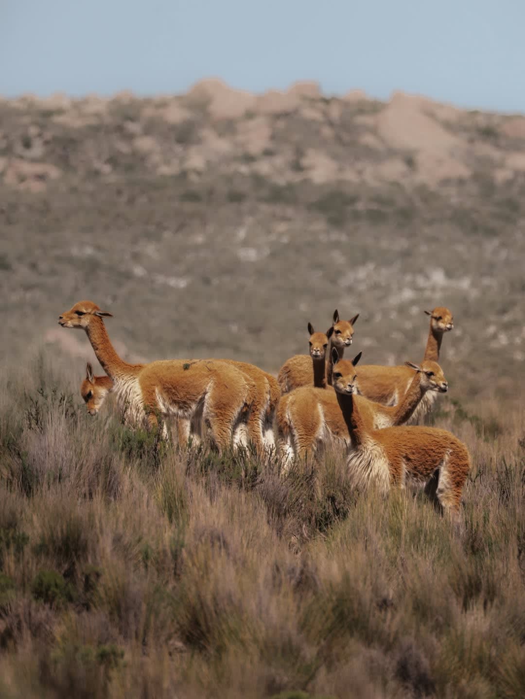 Arequipa & Colca Canyon — 5