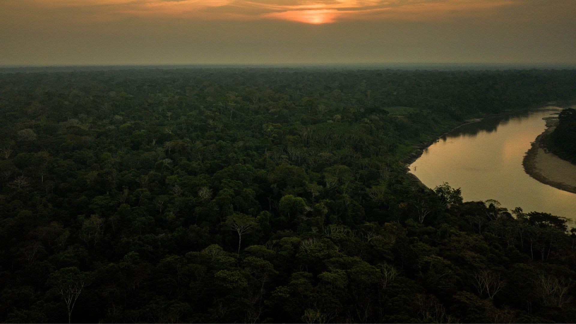 Jungle & Amazon