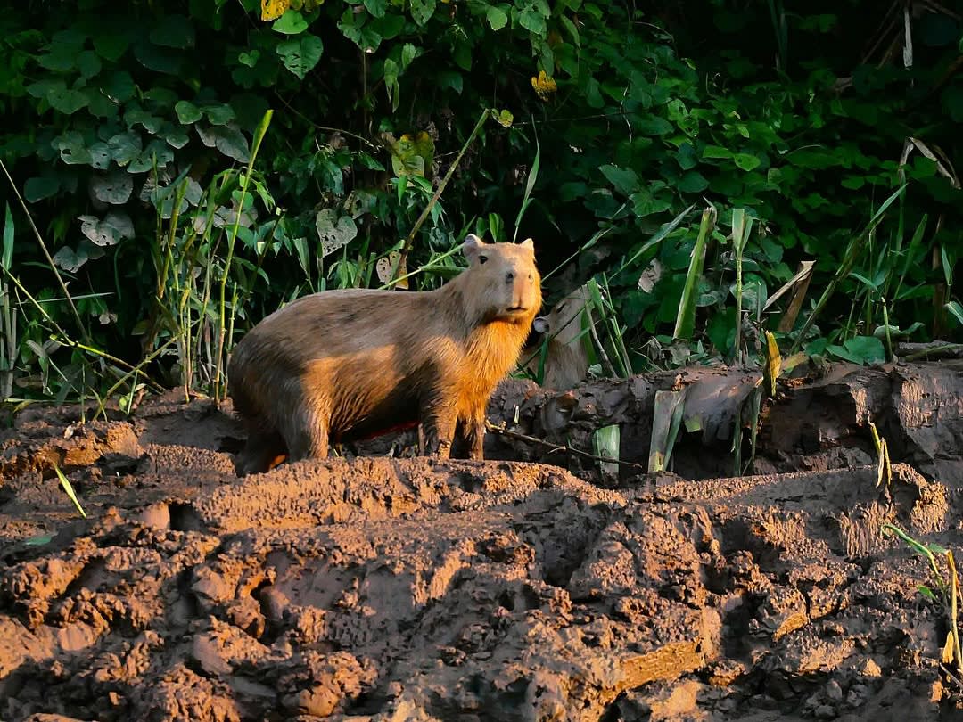 Tambopata, Manu or Iquitos: Which Peruvian Amazon to Choose