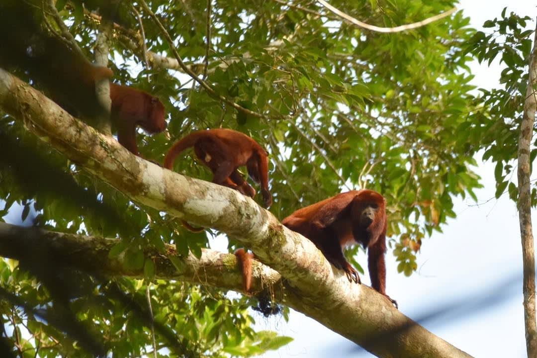 Manu Biosphere Reserve