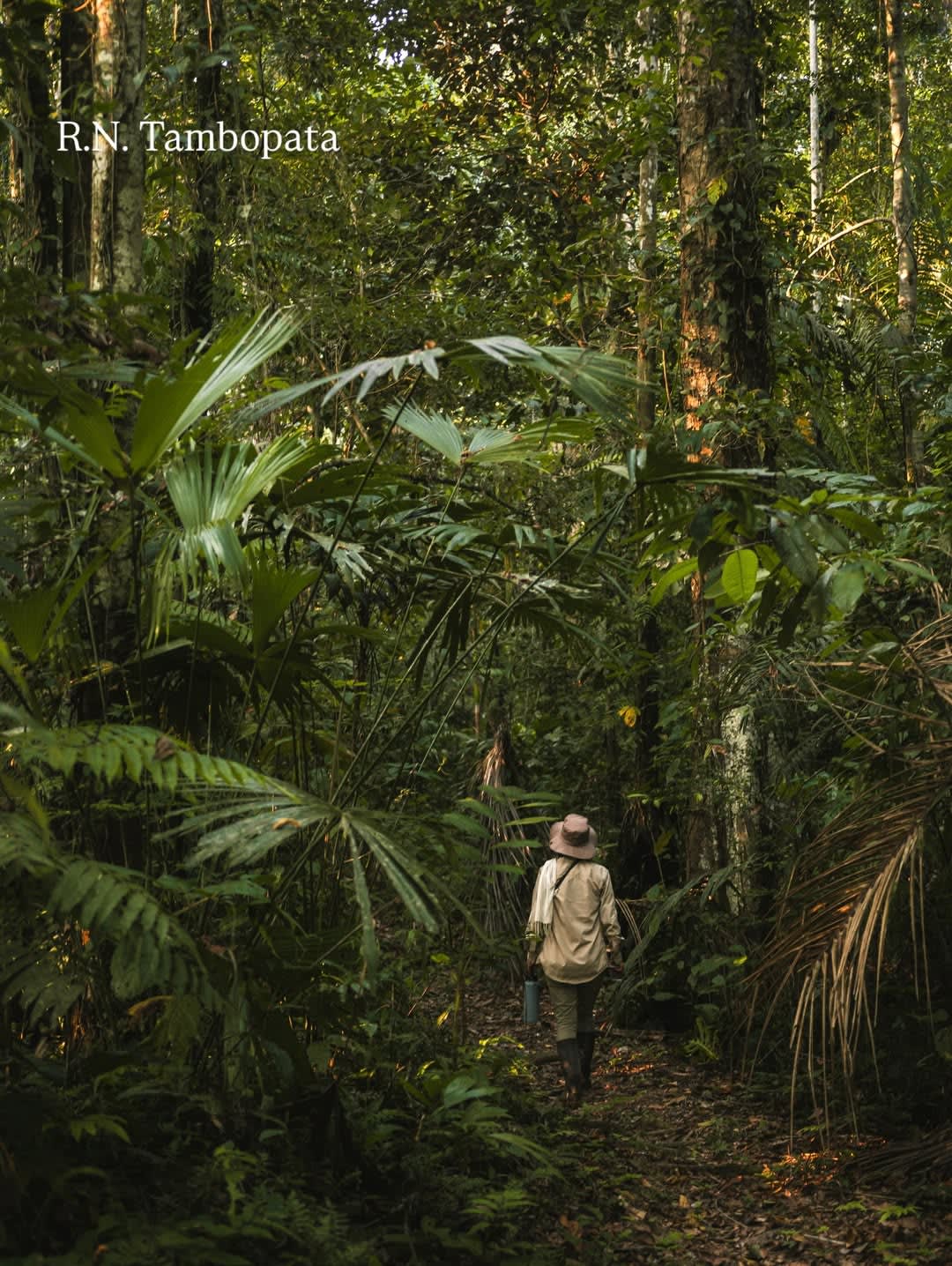 The Jaguar Trail: Tracking the Silent King