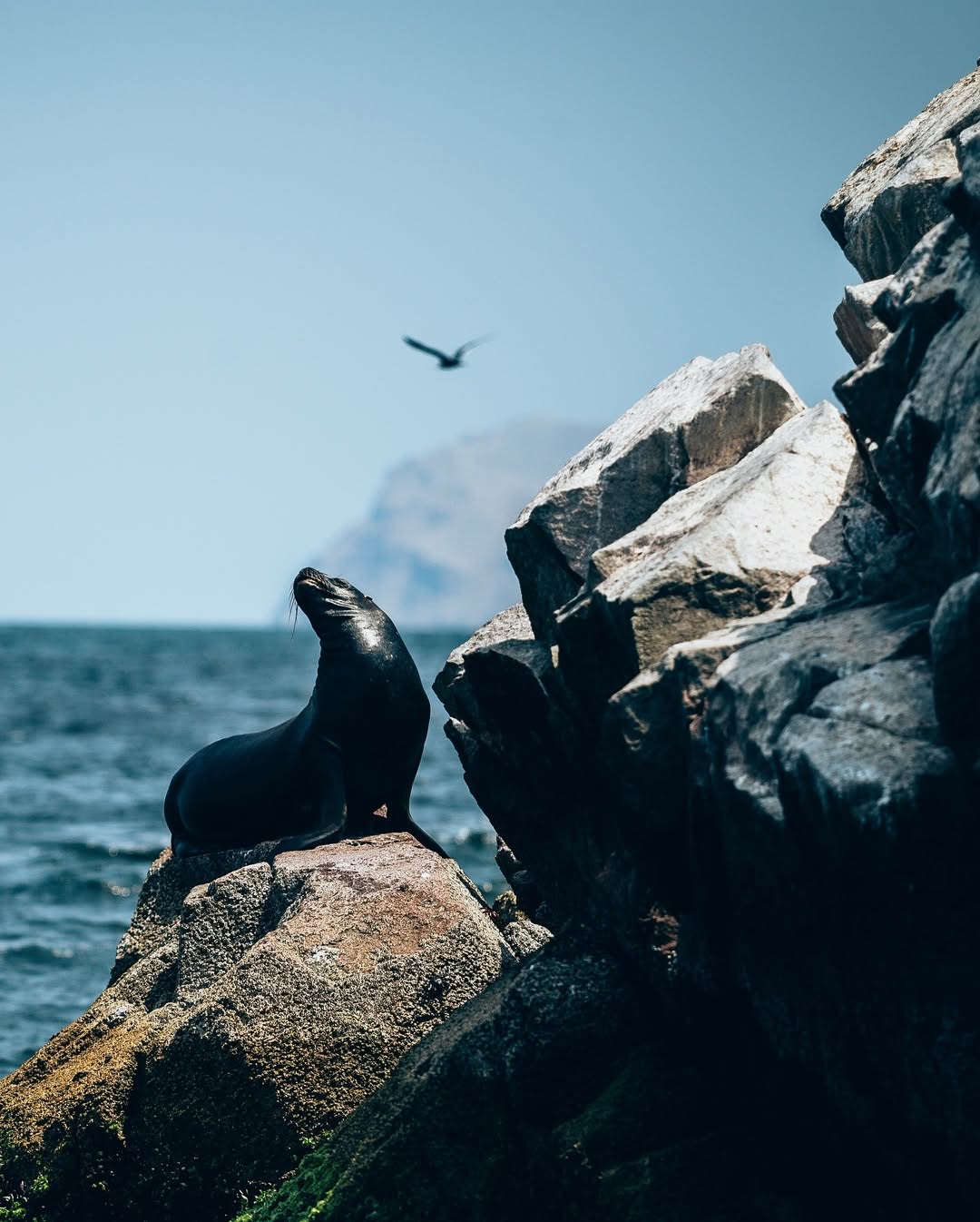 Paracas Peninsula &amp; Ballestas Islands