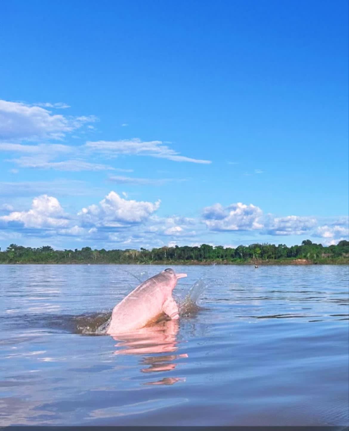 The Dolphin That Turned Pink — 1