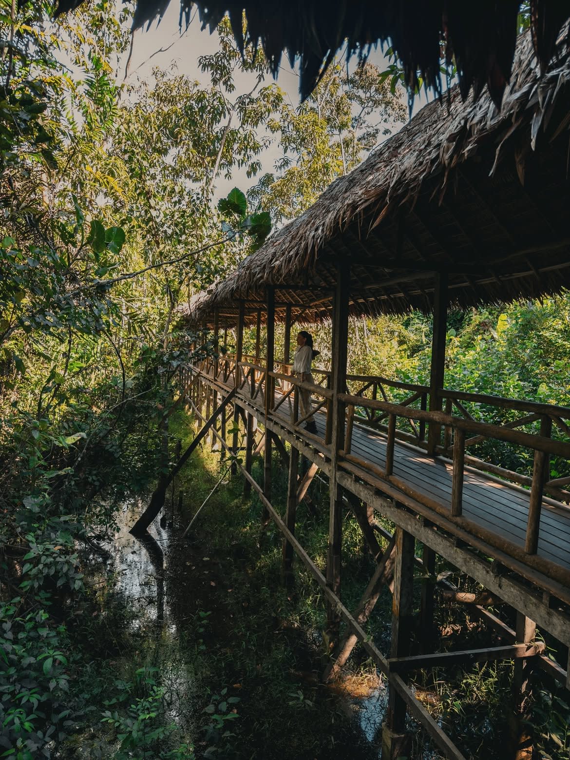 The Forest Before It Goes Quiet — 1