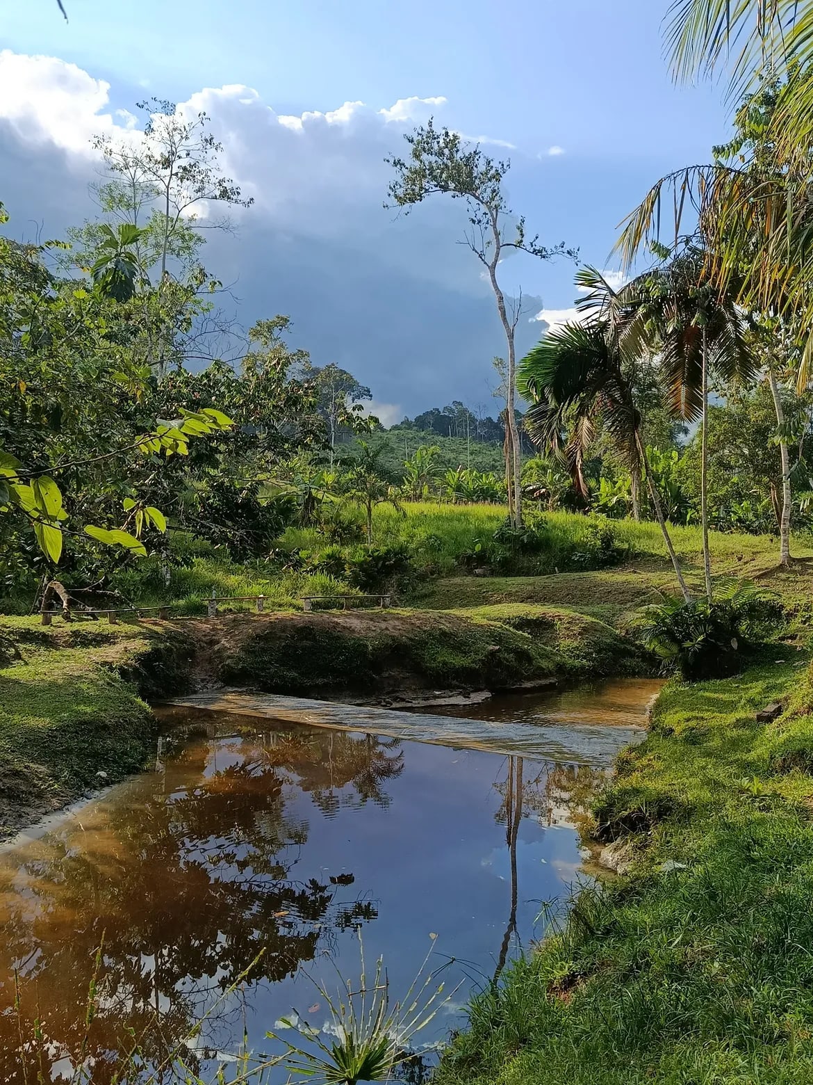 A Walk Through the Forest's Pharmacy — 3