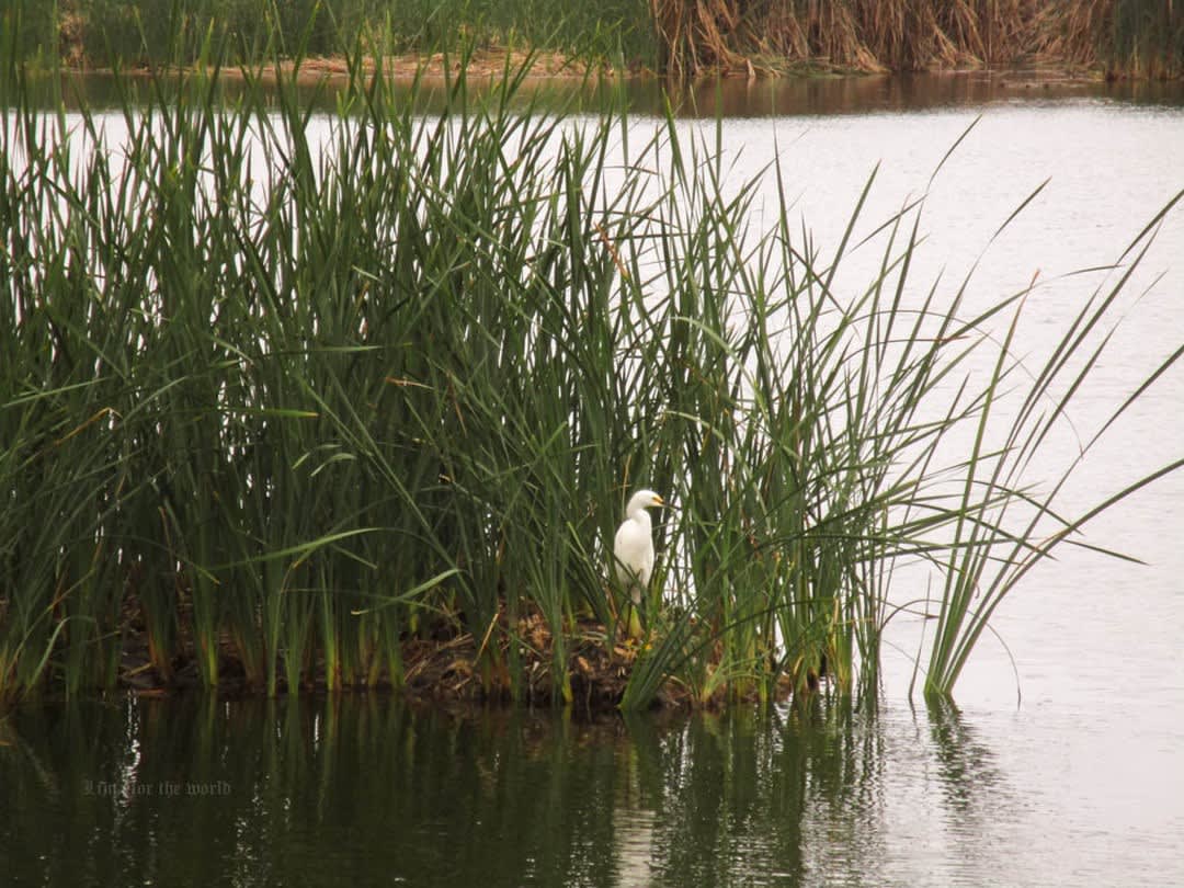 The Marsh the City Grew Around