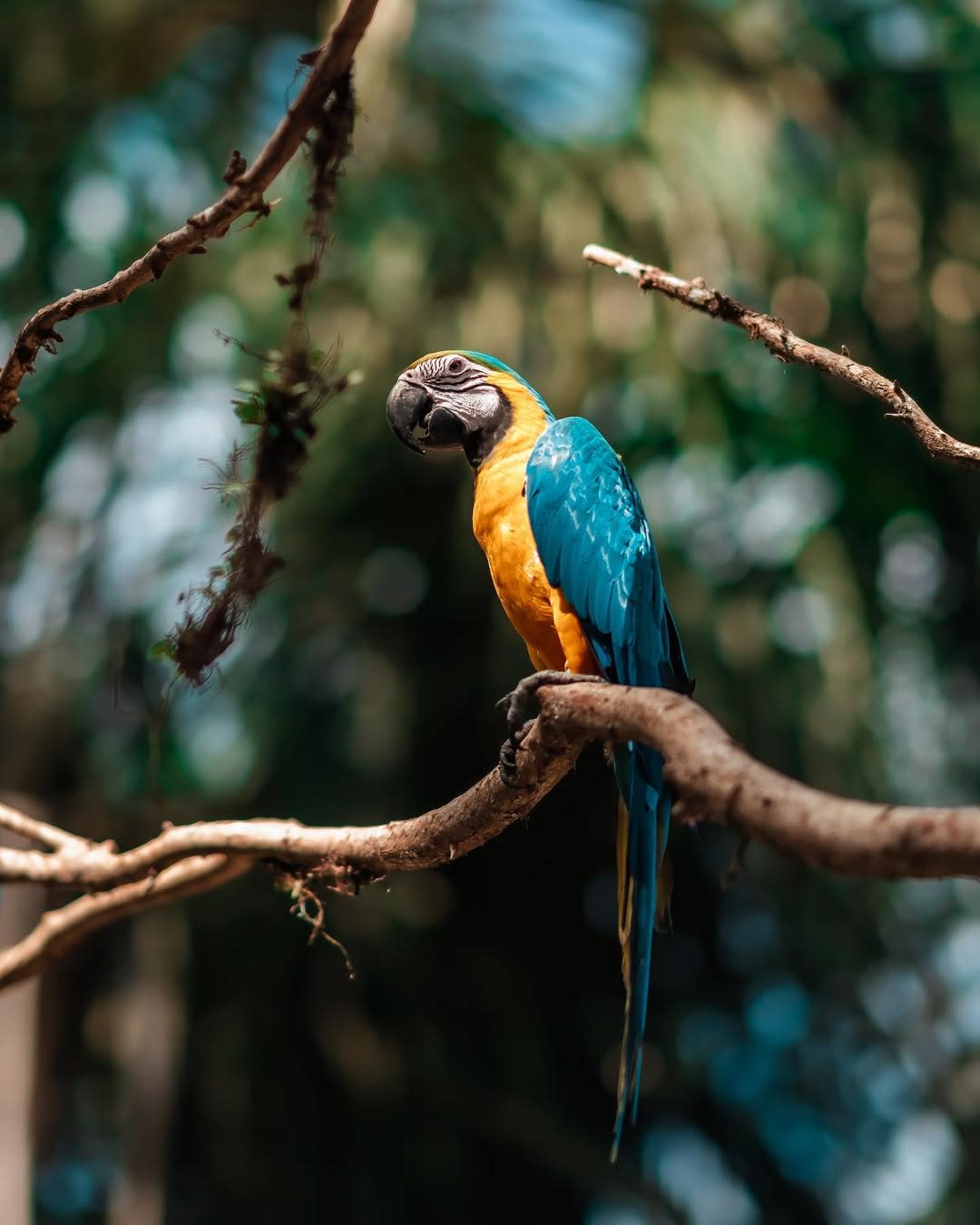 Amazon Birds