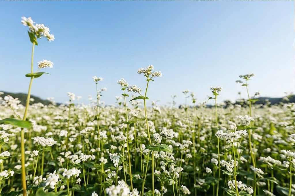 맑은 들꽃의 물결