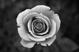 listing_image