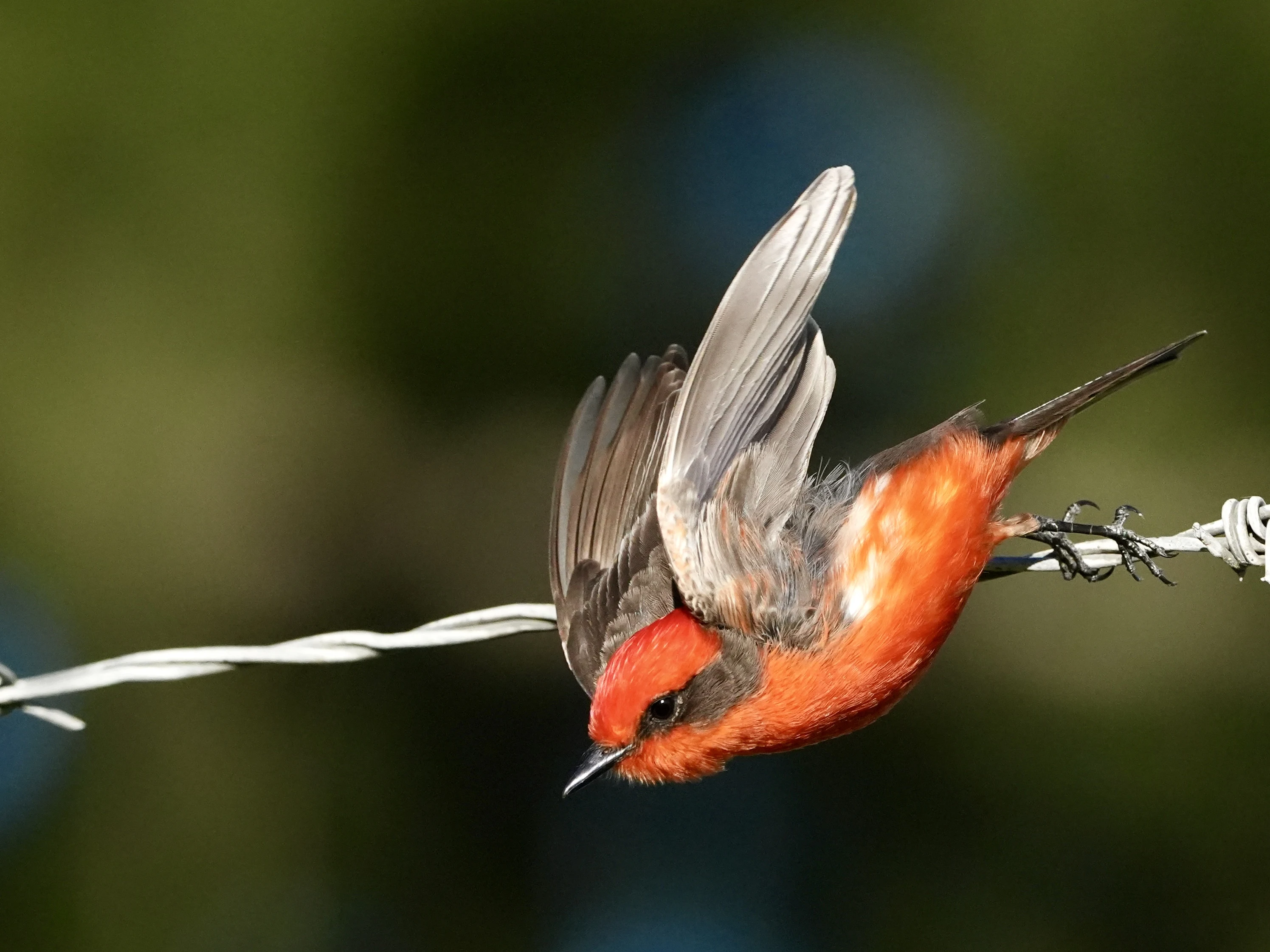 Mile Square Park  (Orange County, CA) Photography & Bird Walk (photo 3 of 6)