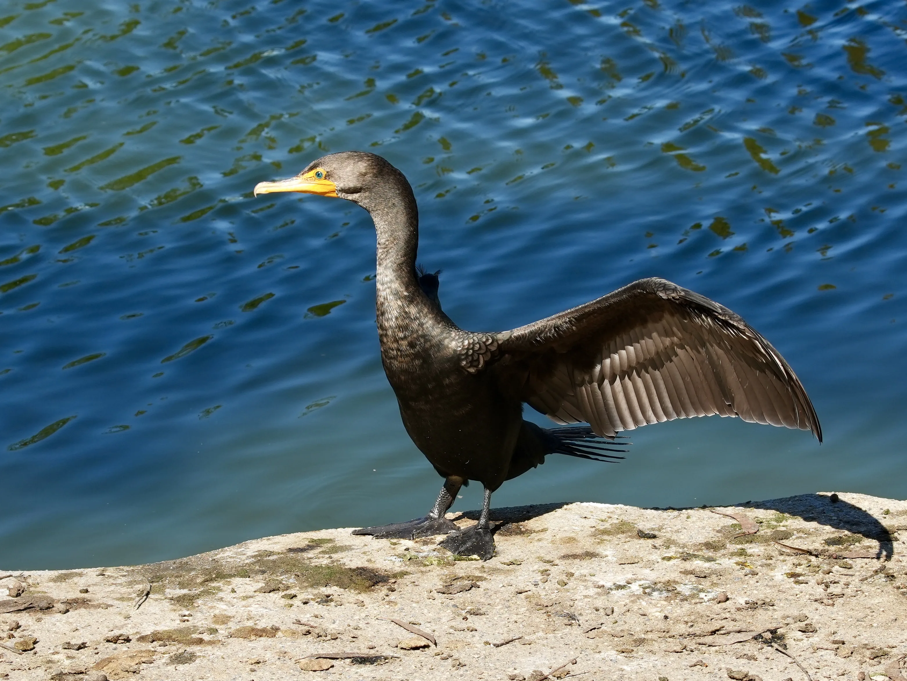 Mile Square Park  (Orange County, CA) Photography & Bird Walk (photo 4 of 6)