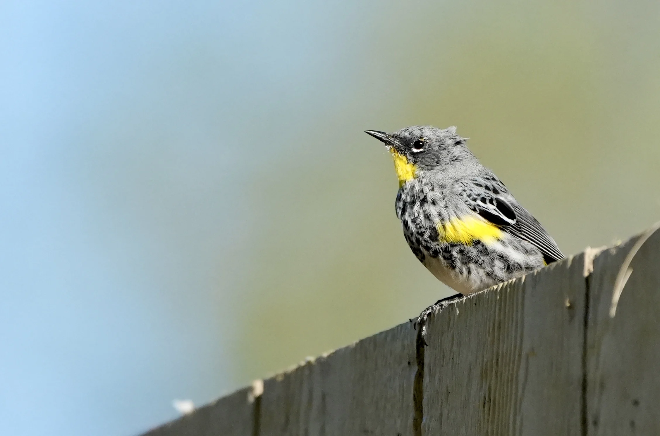 Mile Square Park  (Orange County, CA) Photography & Bird Walk (photo 5 of 6)